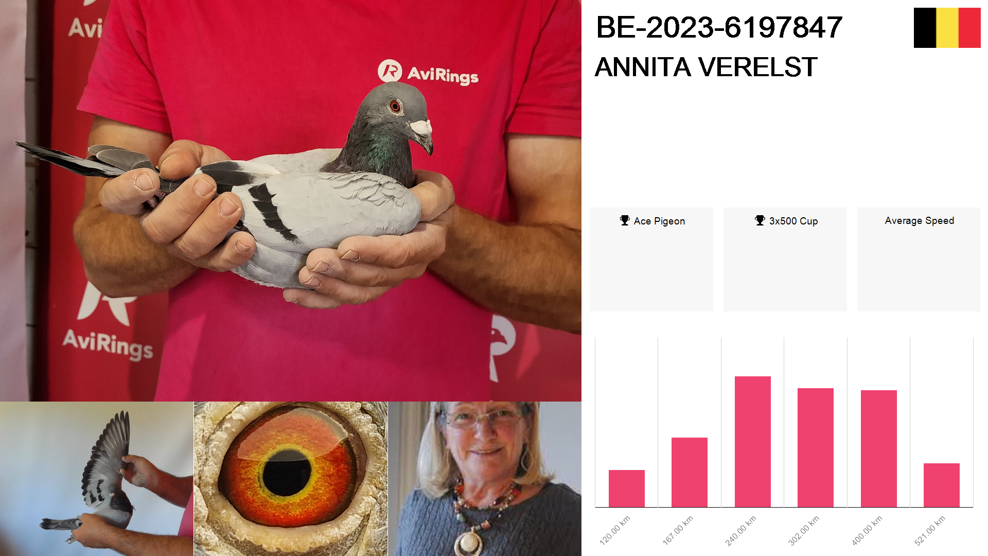 Pigeon summary image