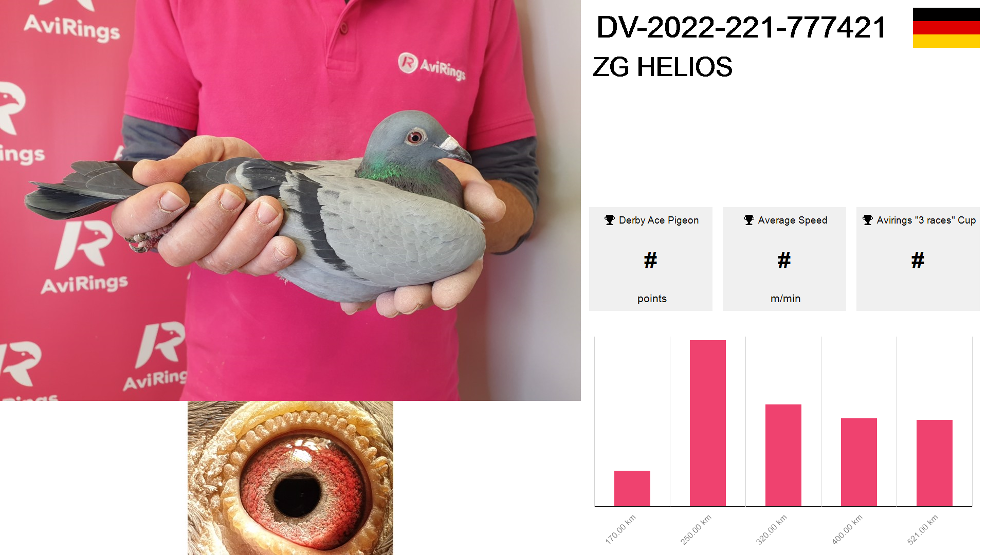Pigeon summary image