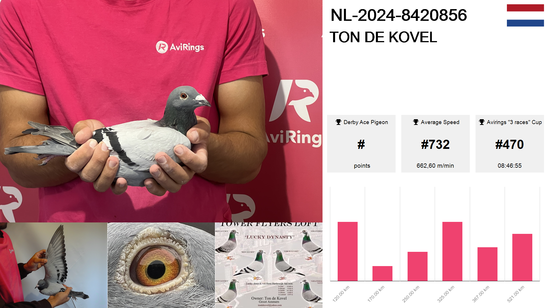 Pigeon summary image