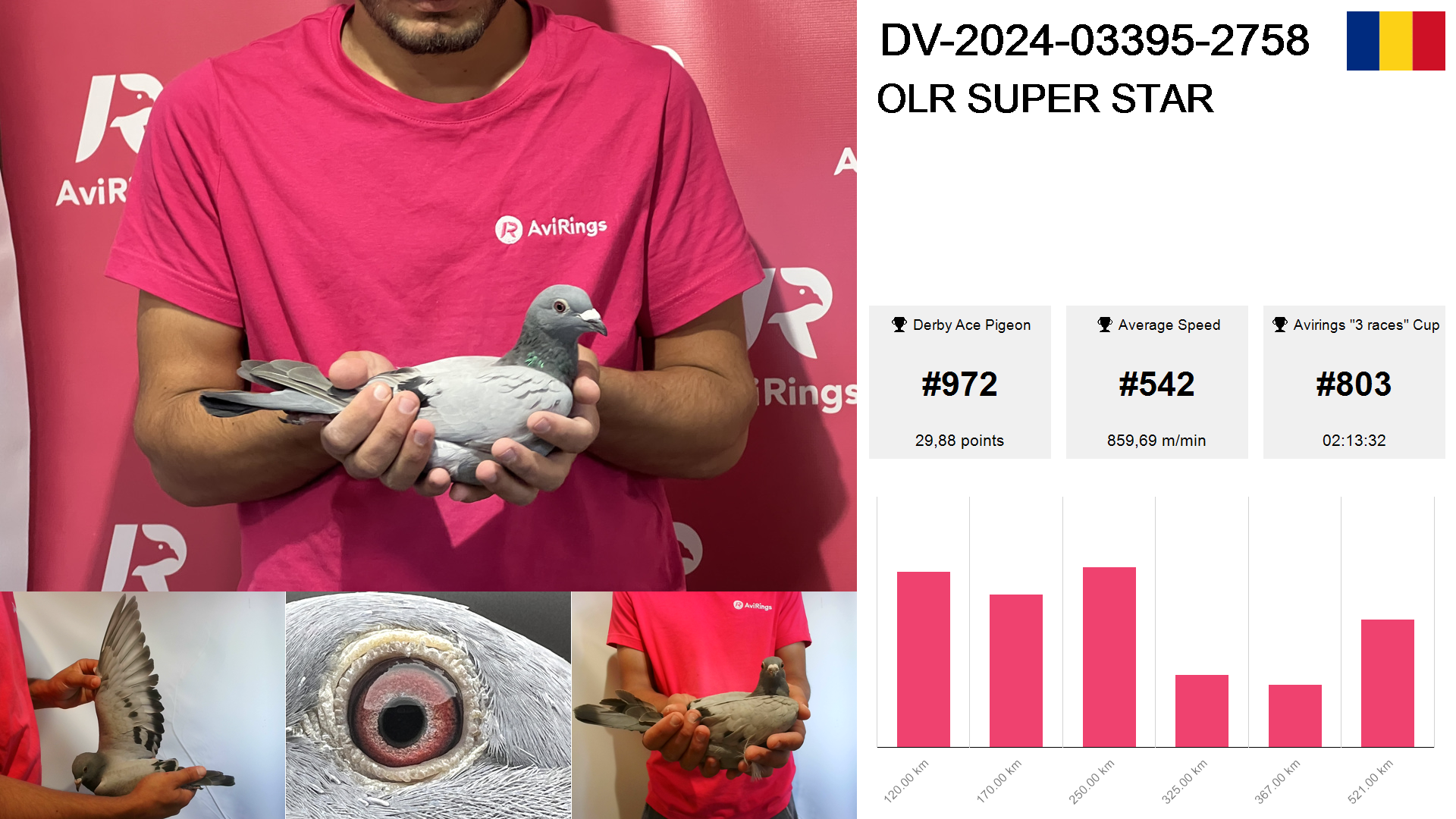 Pigeon summary image