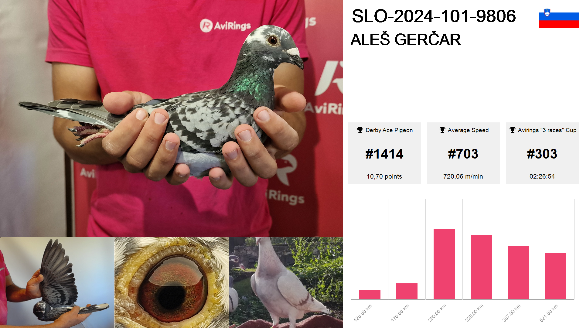 Pigeon summary image