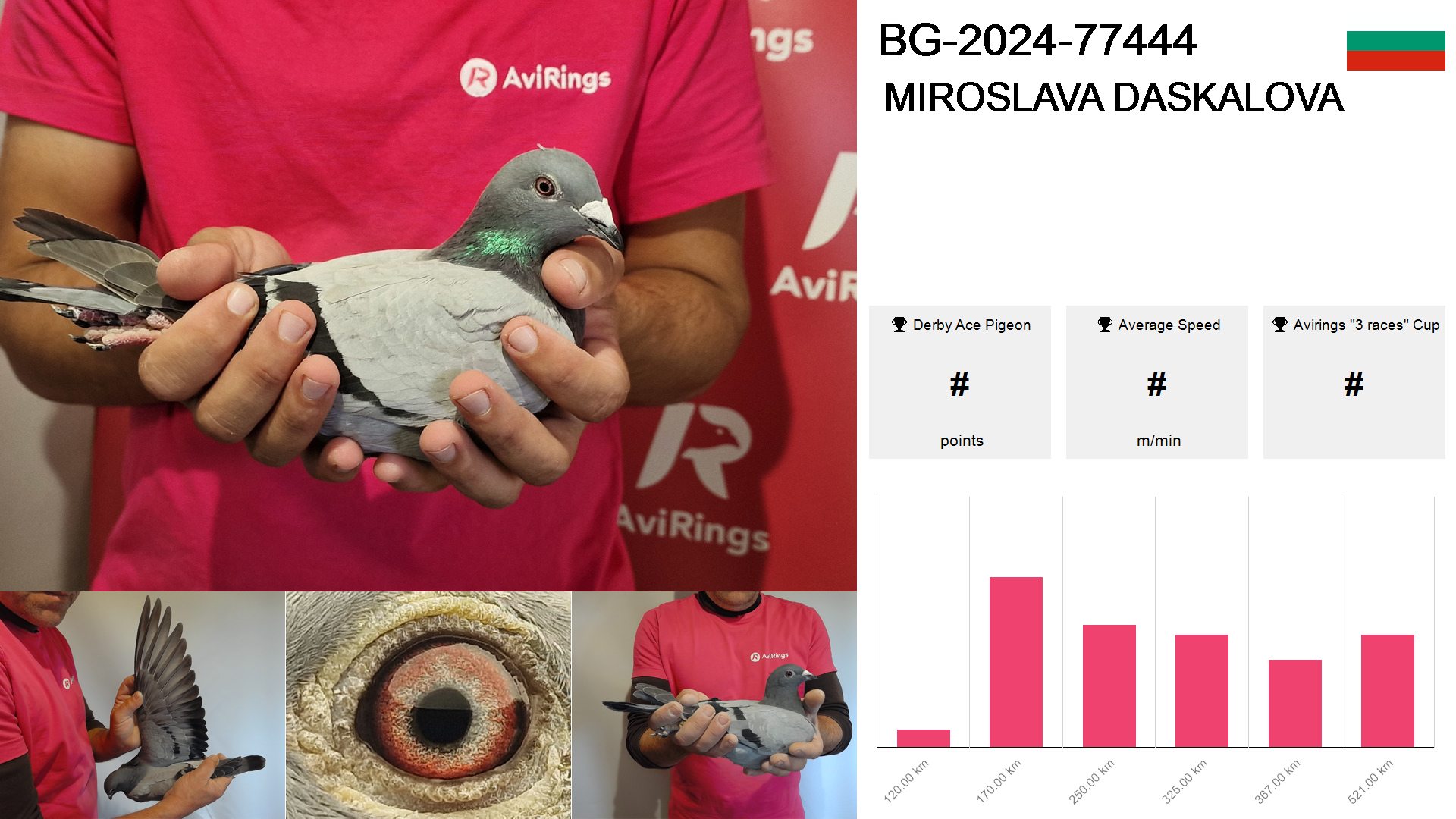 Pigeon summary image