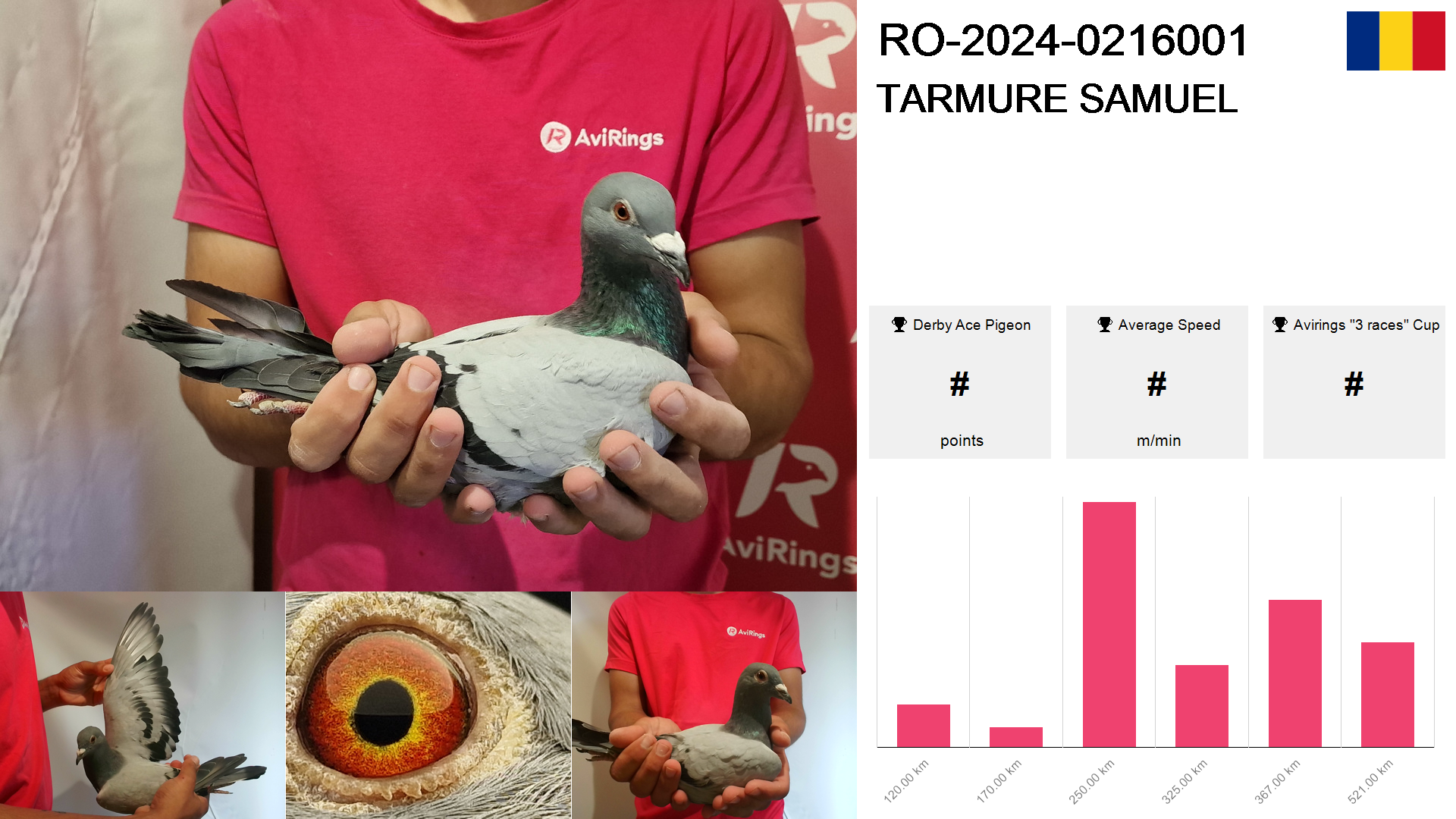 Pigeon summary image