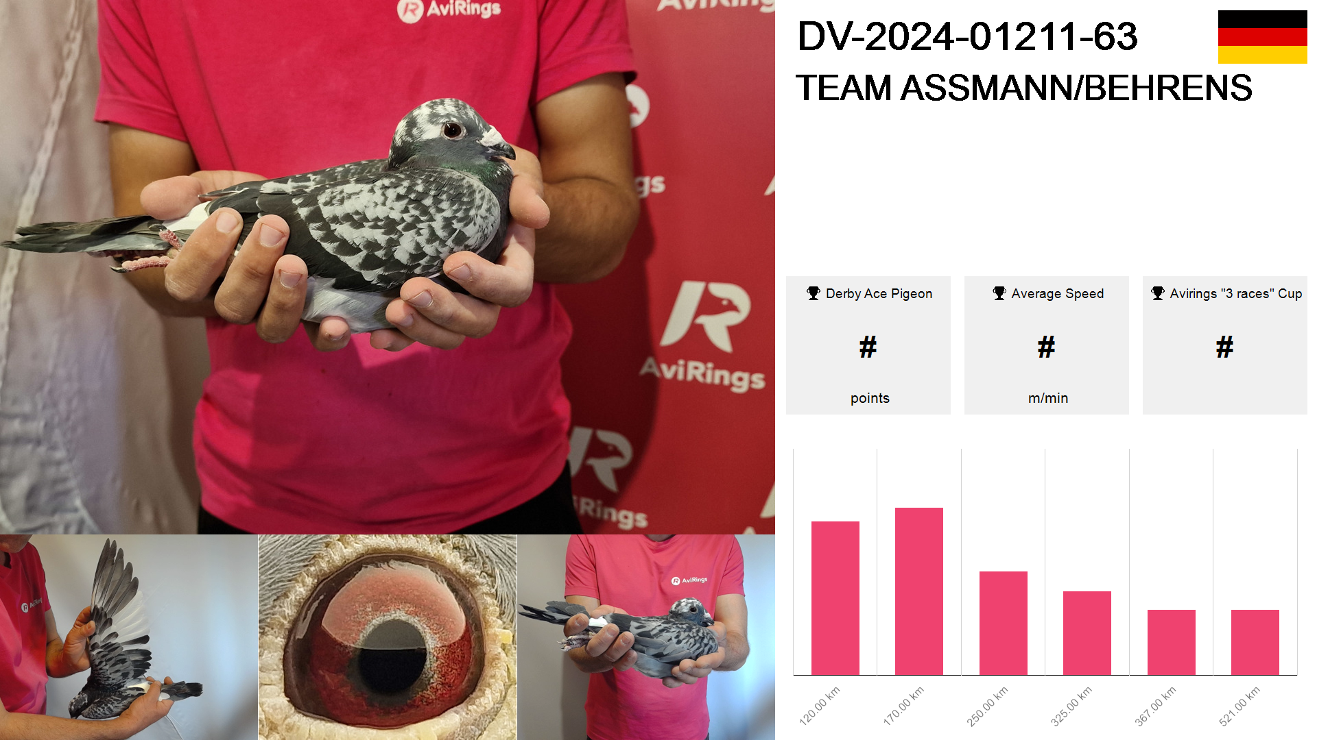 Pigeon summary image