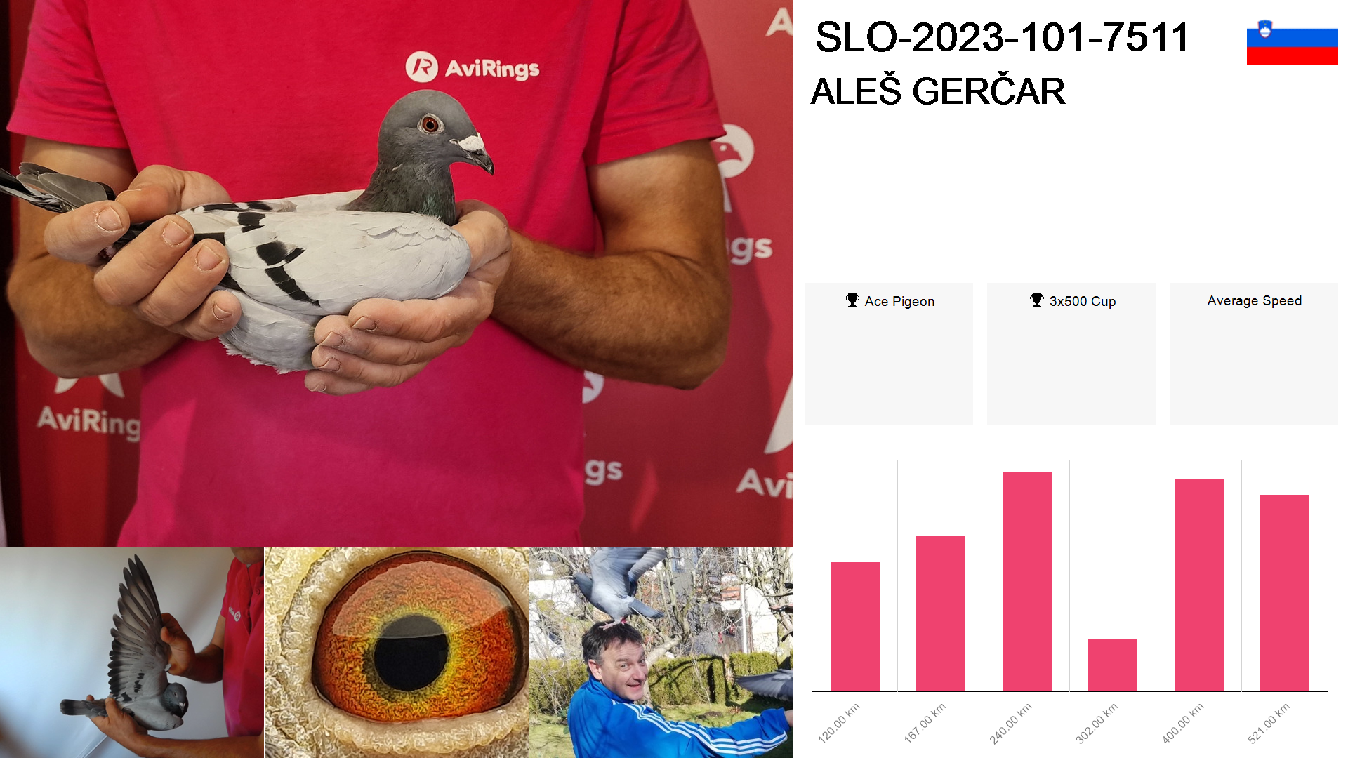 Pigeon summary image