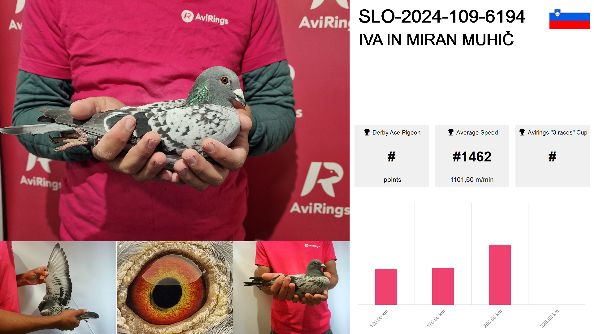 Pigeon summary image