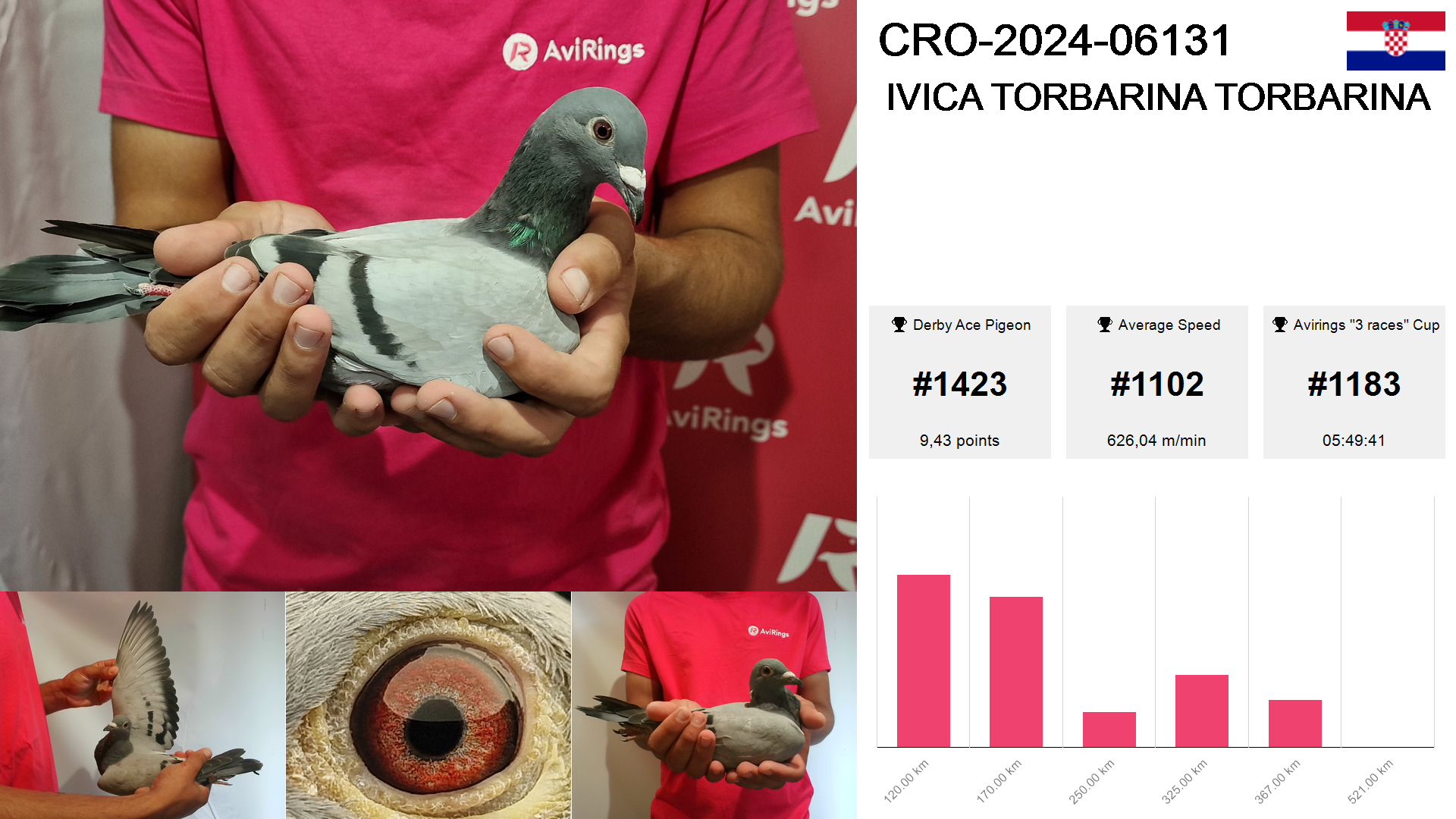 Pigeon summary image