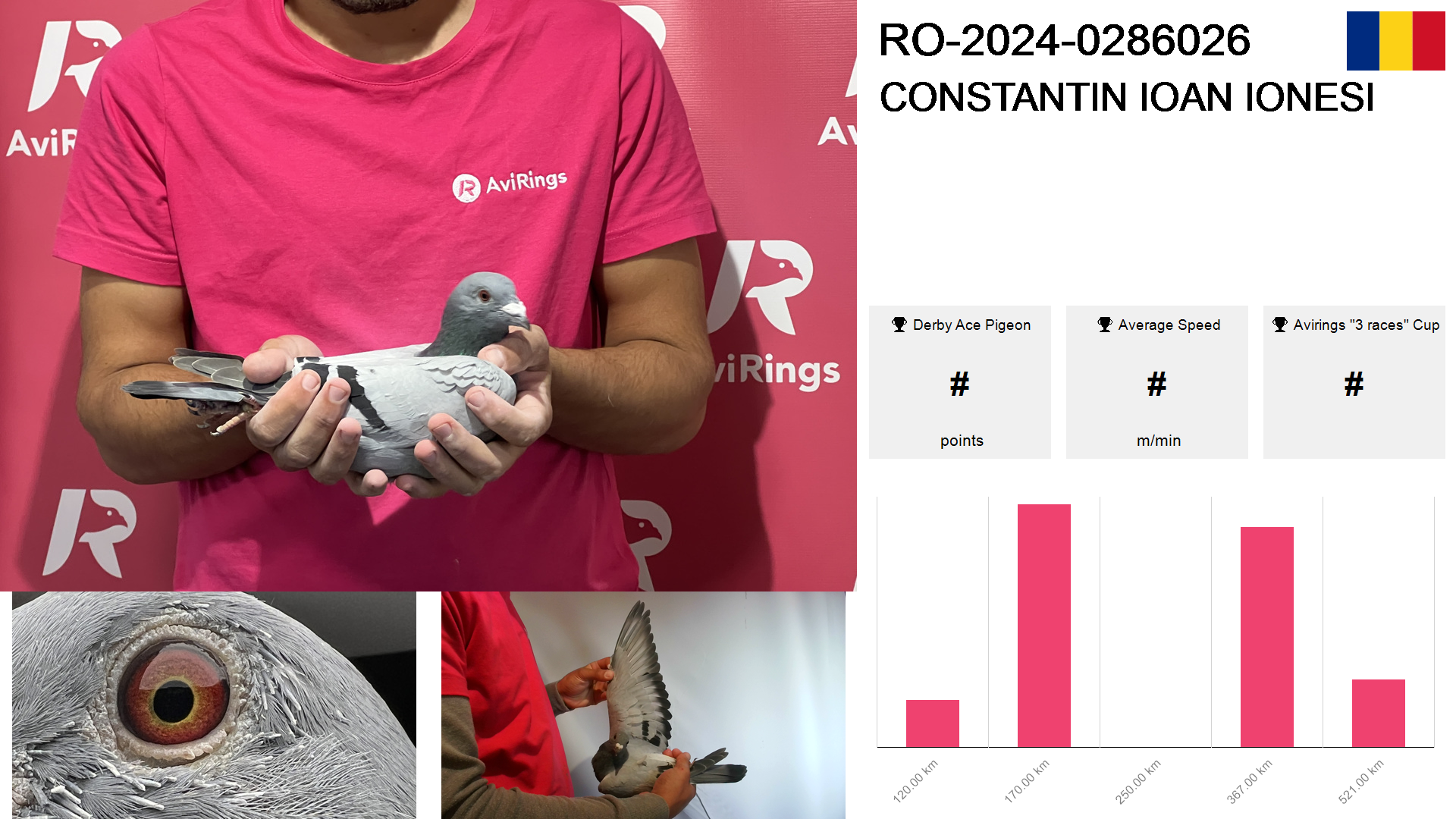 Pigeon summary image