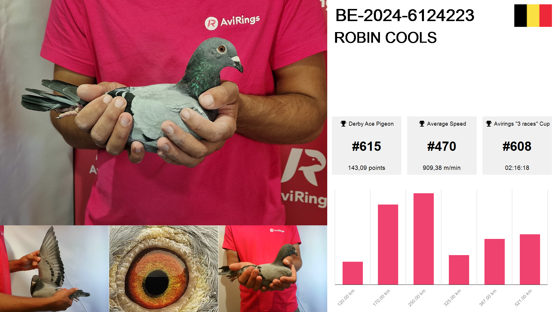 Pigeon summary image