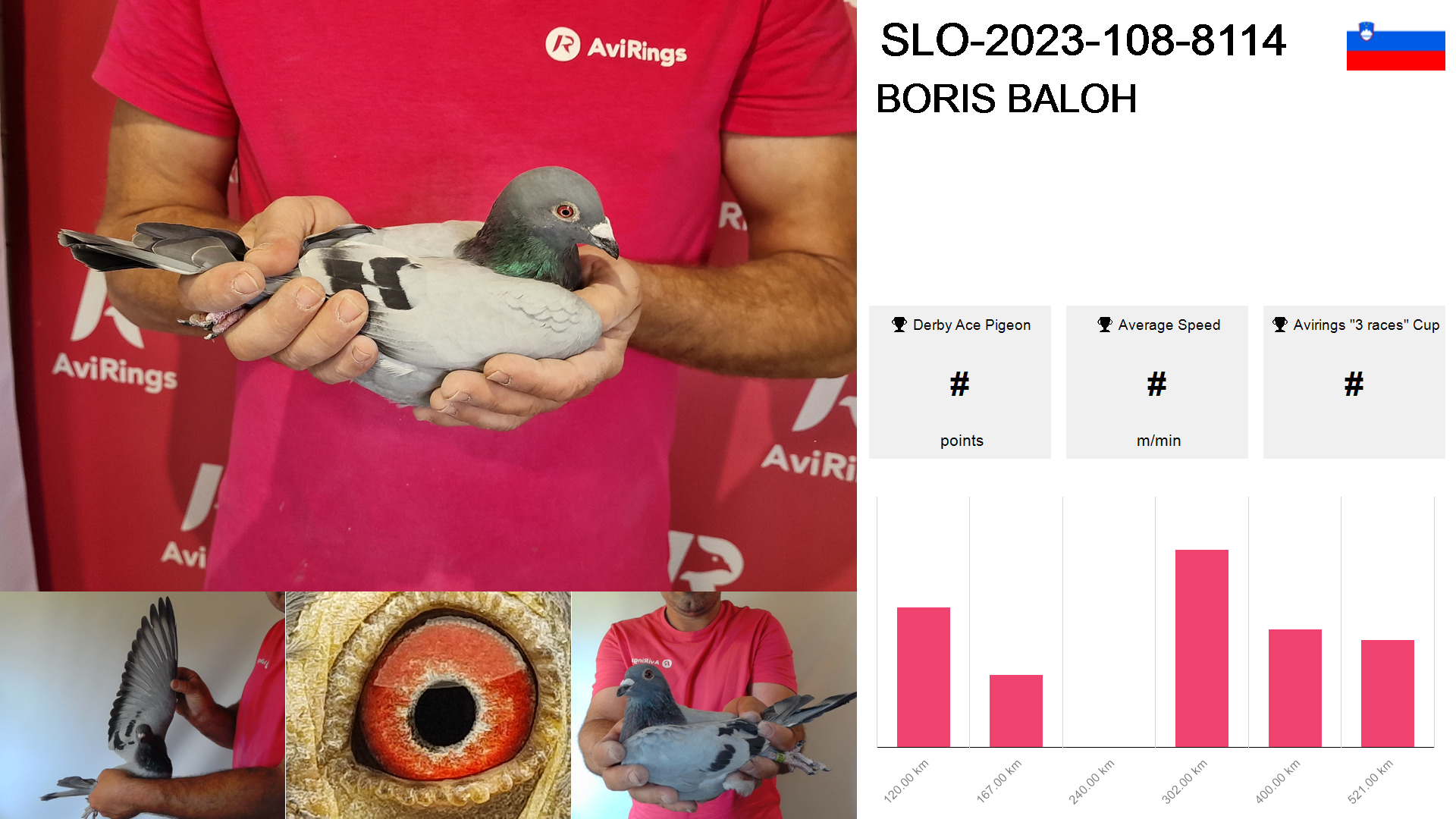 Pigeon summary image