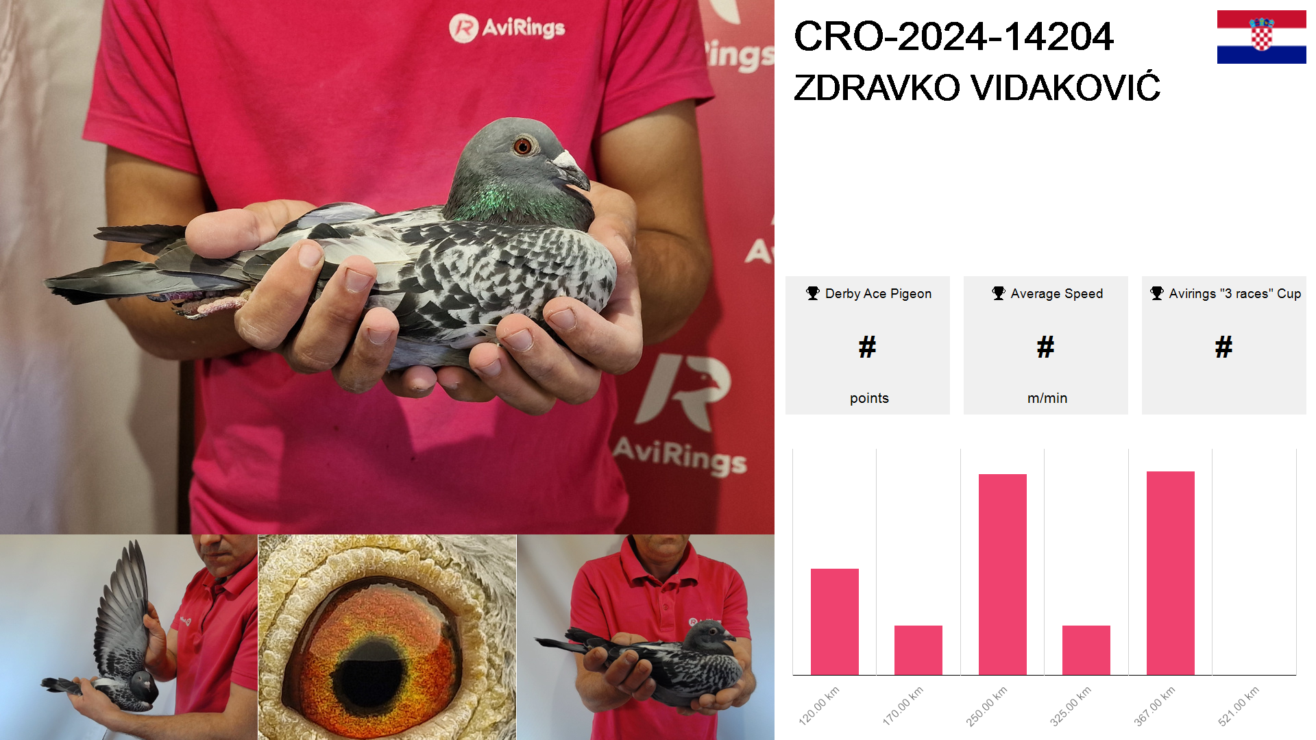 Pigeon summary image