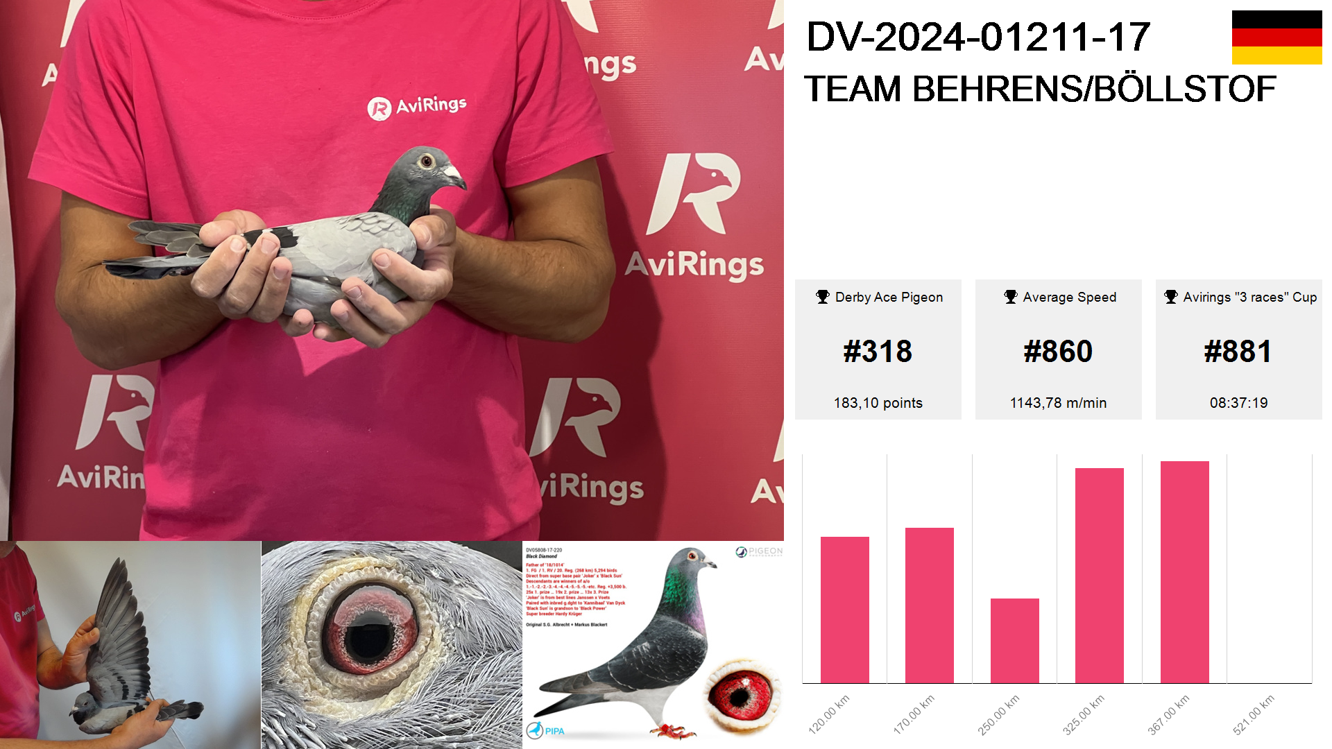 Pigeon summary image