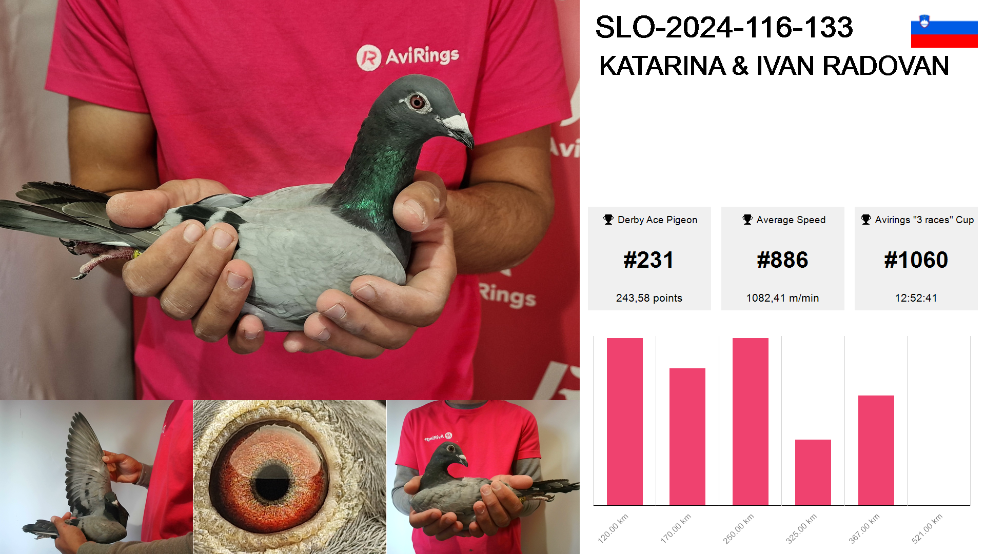 Pigeon summary image