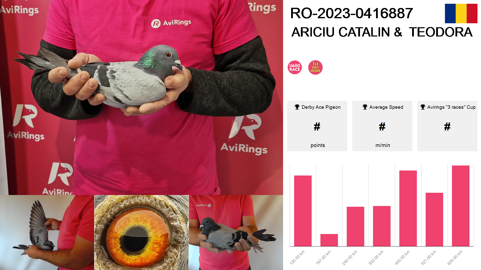 Pigeon summary image