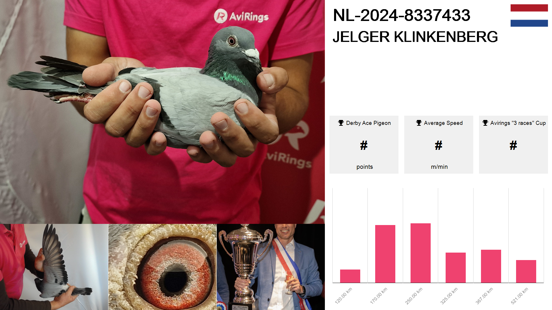 Pigeon summary image