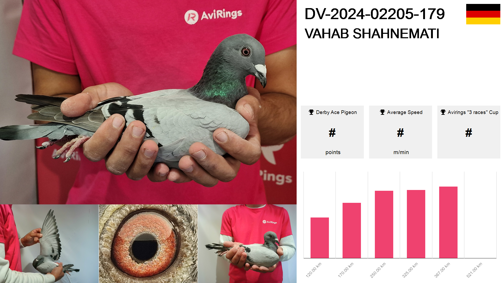 Pigeon summary image