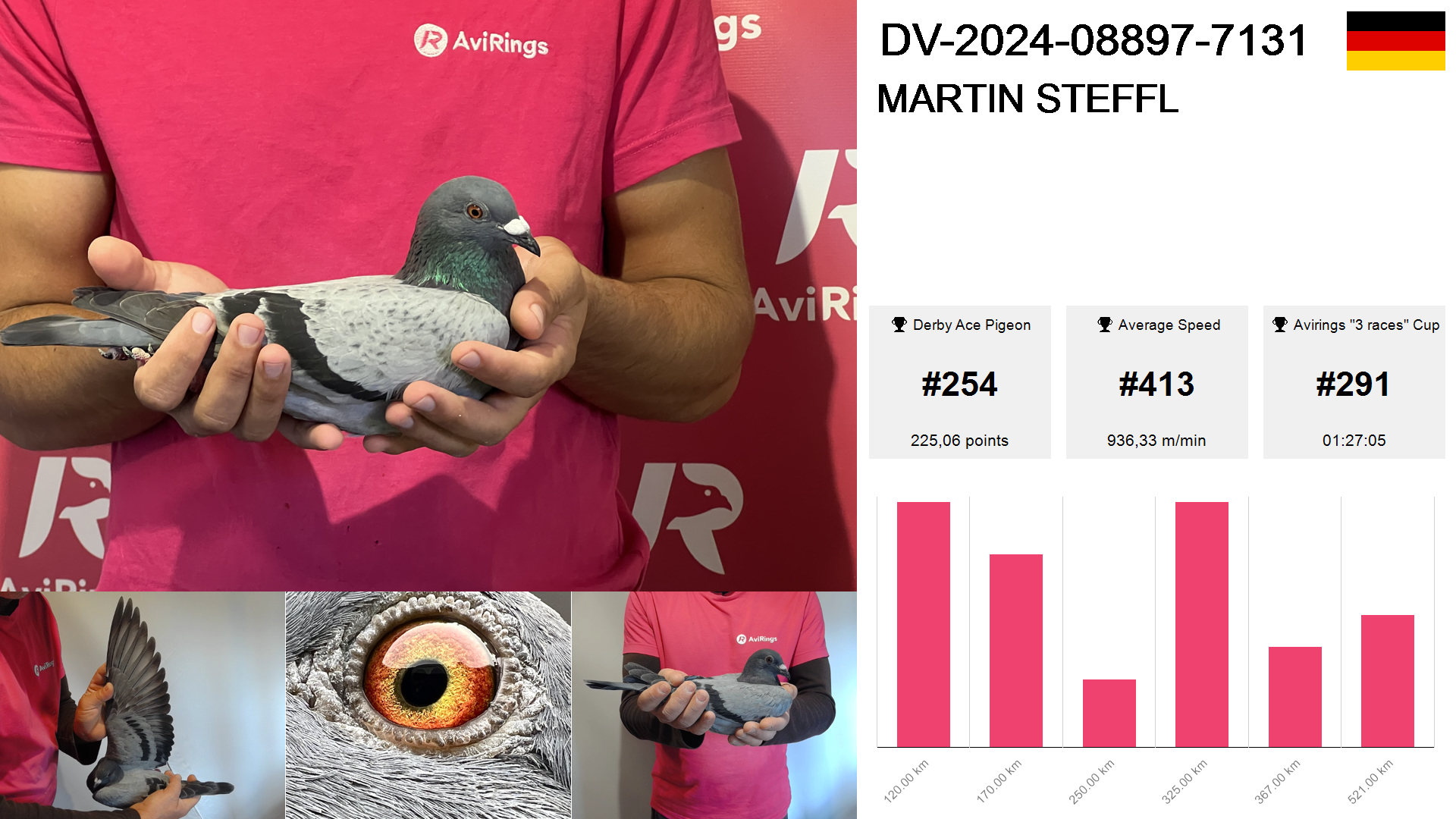 Pigeon summary image