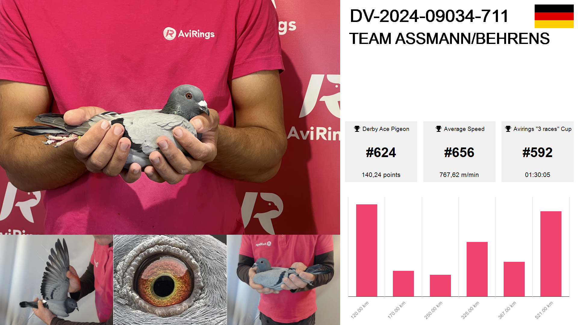 Pigeon summary image